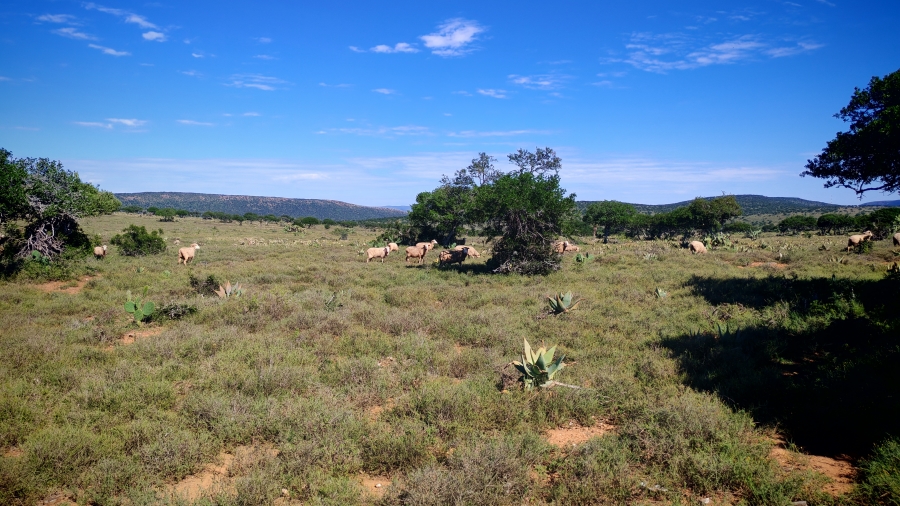 0 Bedroom Property for Sale in Somerset East Rural Eastern Cape